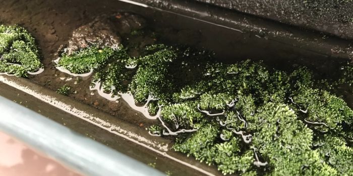 苔や泥詰まり