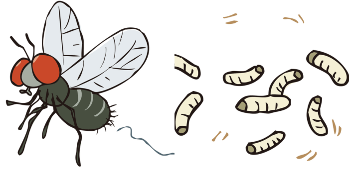 ハエとウジ虫