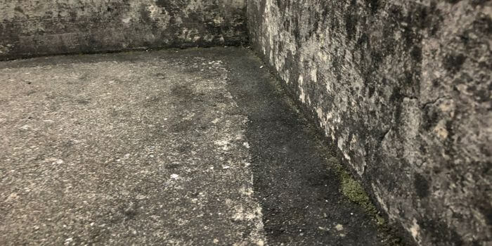 立ち上がり部の苔